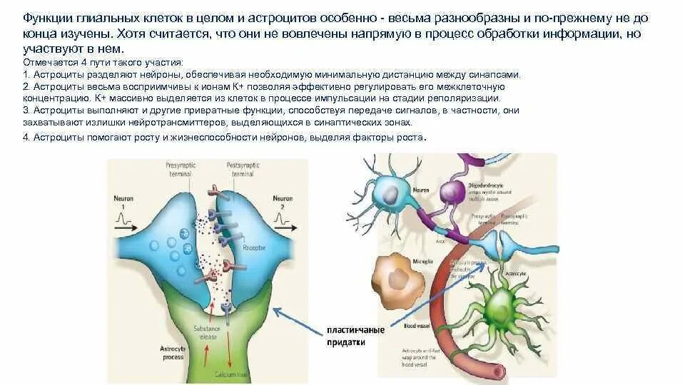 Выполняемые функции нервной клетки. Функции глиальных клеток. роль глиальных клеток в синаптической передаче. астроциты нервной ткани выполняют функции. функции нейролеммоцита.