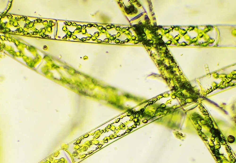 Улотрикс цианобактерия. Хроматофор спирогиры. Spirogyra водоросль. Спирогира полусвязанная.