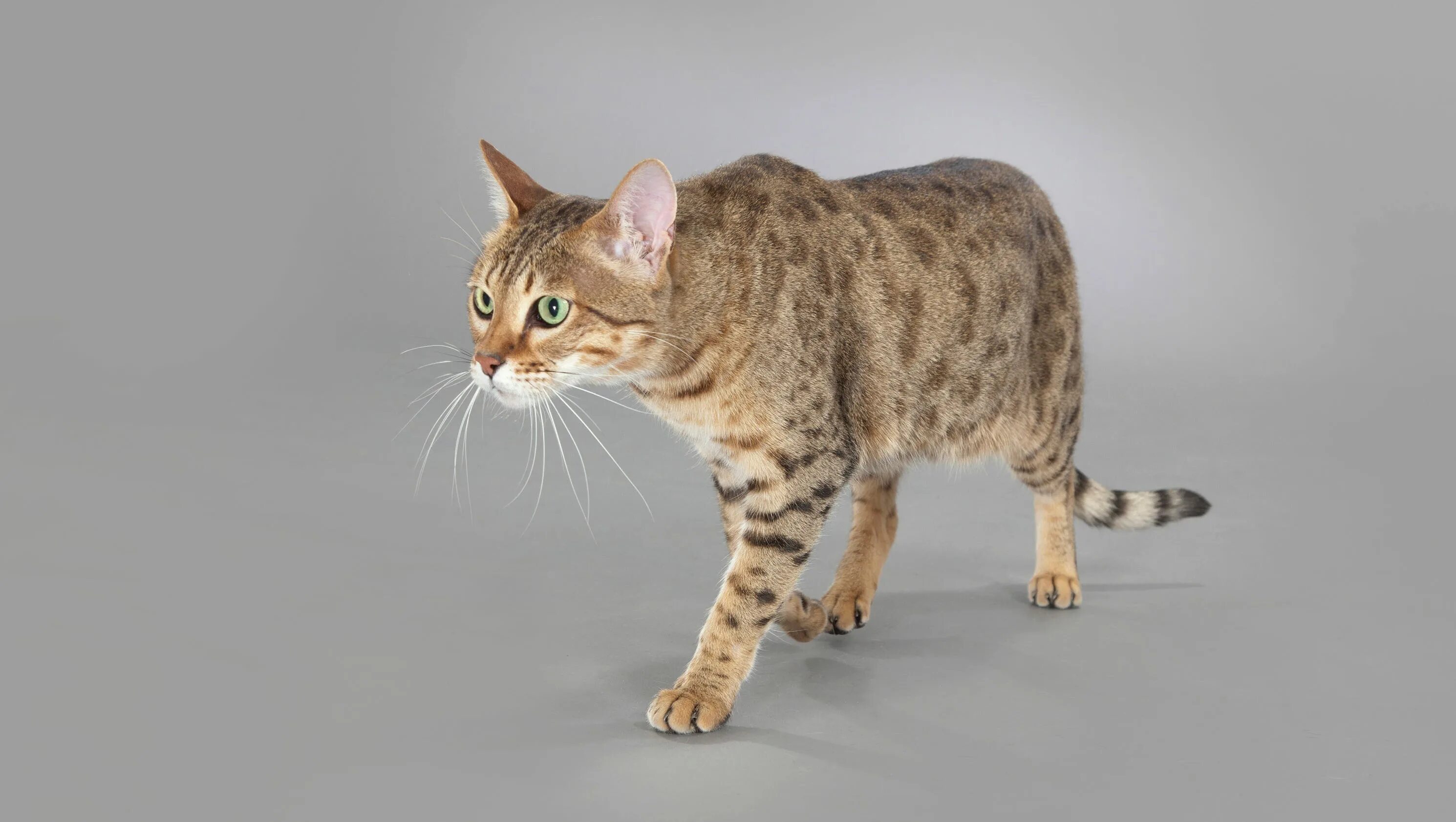 05 cat