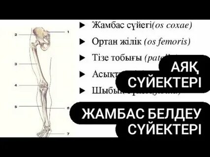 Бисексуалды отбасылық порно видео