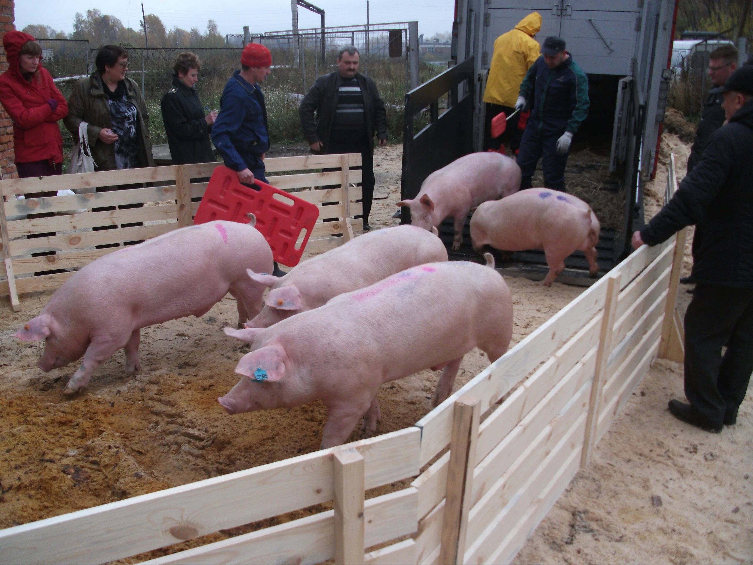 Купить поросят в томской. Свиньи на свинокомплексе. Маленькие поросята на свинокомплексе. Свиноферма в Новосибирской области.