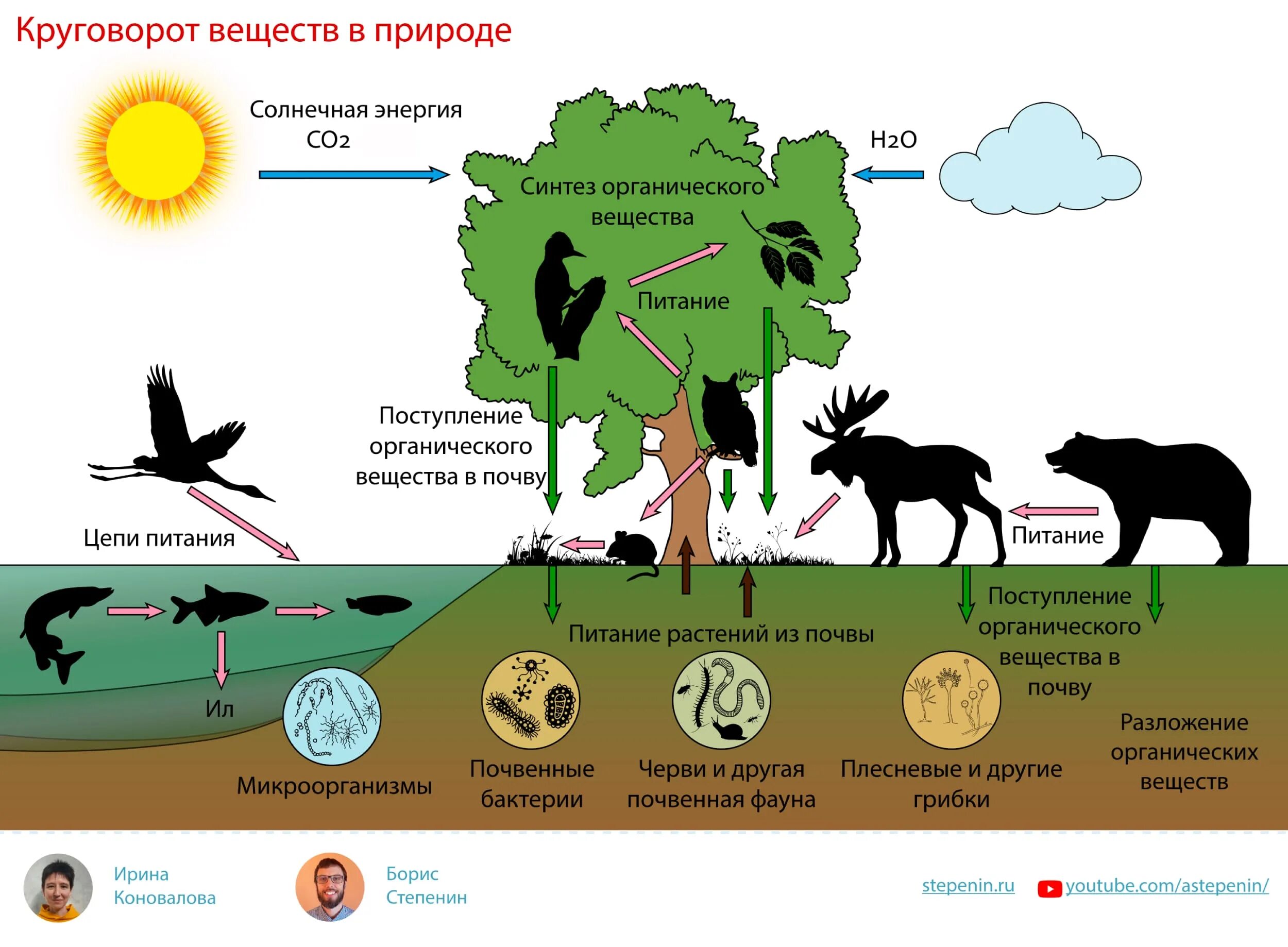 Круговорот оленей. Круговорот веществ в биосфере. Круговорот веществ в природе Биосфера. Круговорот веществ в природе 5 класс биология. Круговорот веществ в при.