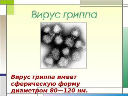 Свойства вируса гриппа