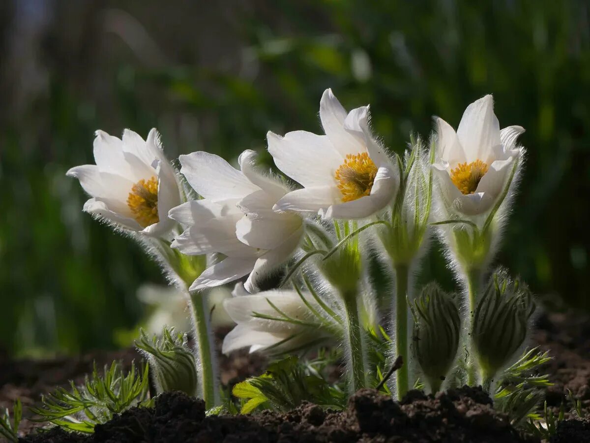 Прострел Pulsatilla vulgaris Alba. Прострел обыкновенный (Рulsatilla vulgaris) (Alba. Подснежник Сибирский ветреница. Прострел обыкновенный White Bells.