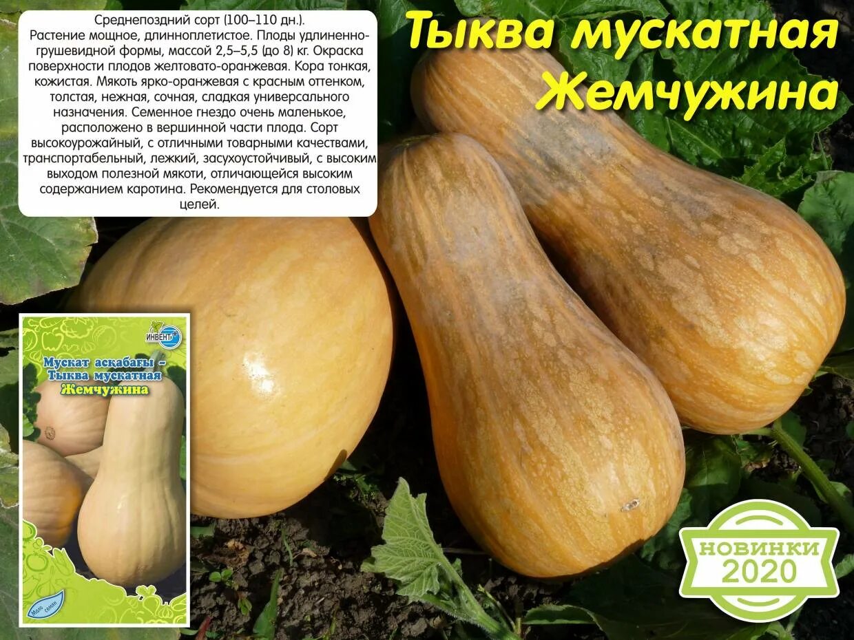 Тыква керлинг описание сорта. Тыква жемчужина. тыква сорт жемчужина. тыква жемчужная. тыква жемчужина описание.