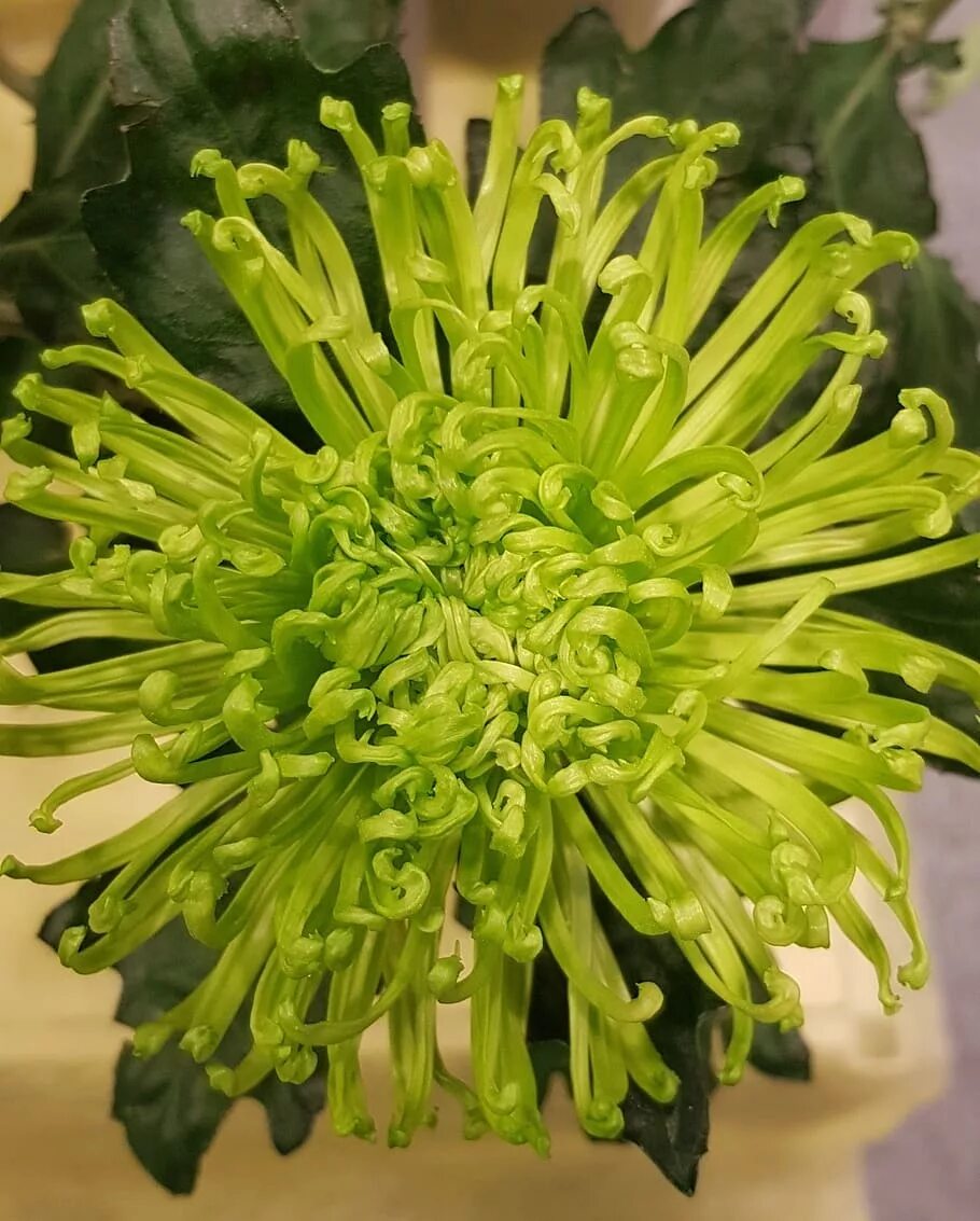 Green blossom