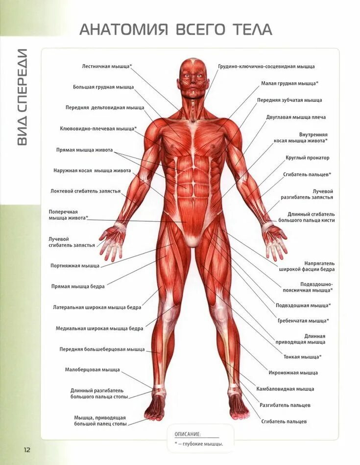 Описание мышц. Строение мышечной системы человека. Мышечная система схема. Мышечная система человека вид спереди. Мышцы тела человека вид спереди.