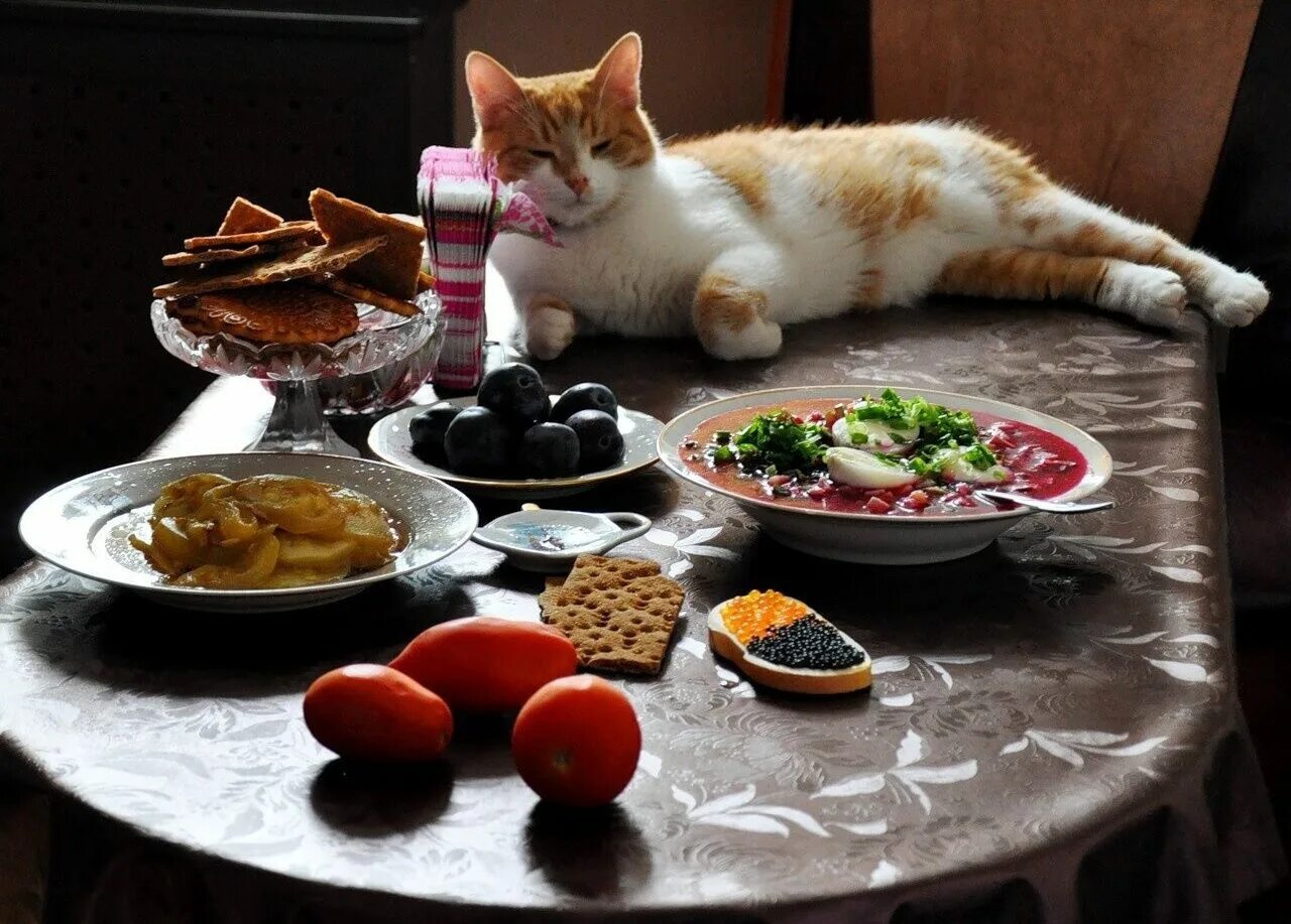 Приятного аппетита 2. Кошка завтракает. Котик ужинает. Еда для кошек. Кошки за едой.