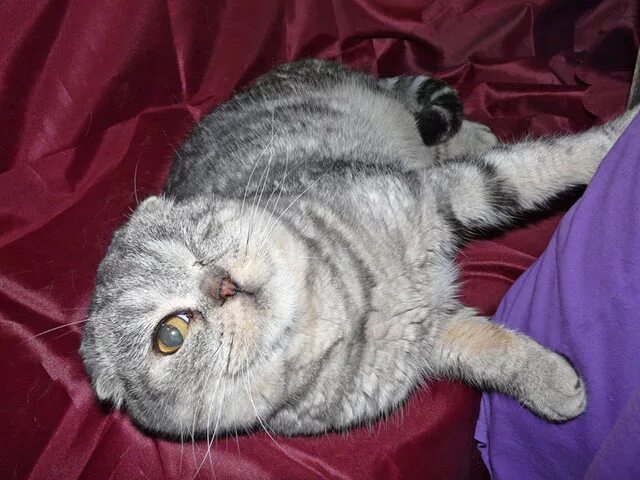 стрижка вислоухого кота. взять в добрых руках бесплатно шотландский кота. шотландцы в добрые руки. шотландский прямоухий голубой кот. шотландцы в добрые руки.