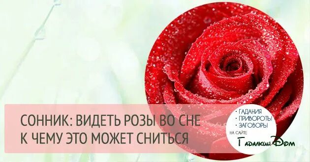 Бордовые розы значение цветов. Что значат розы во сне. Что значат розы во сне. Что значат розы во сне. К чему снятся цветы живые.