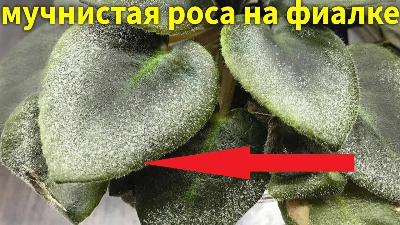Как избавиться от мучнистой росы на комнатных. Мучнистая роса на фиалках. болезни фиалок мучнистая роса. препараты от мучнистой росы на фиалках. болезни фиалок с фотографиями и их устранение.