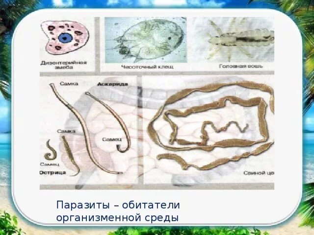 Живые организмы в организменной среде. Организменная среда обитатели среды. Организменная среда обитания примеры. Живые организмы в организменной среде. Организмы организменной среды обитания.