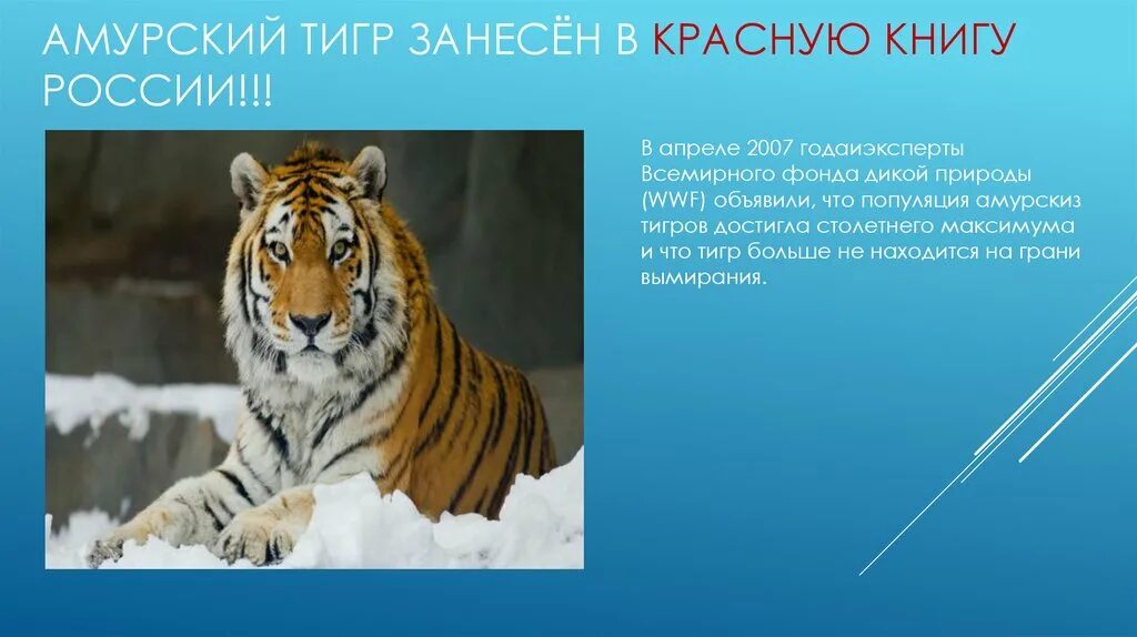 Амурский тигр описание для школьников. Амурский тигр занесен в красную. тигр занесен в красную книгу. амурский тигр занесен в красную книгу. амурский занесен в красную книгу ?? амурский тигр.