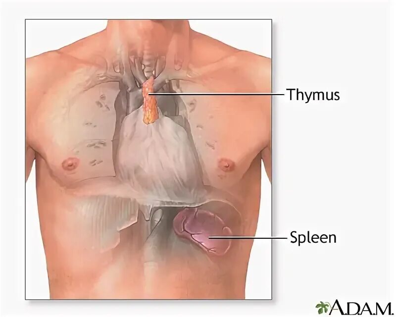 селезенка центральный орган иммунной системы. гланды и лимфатические узлы. тимус анатомия человека. органый иммунной системы. тимус центральный орган иммунной системы.