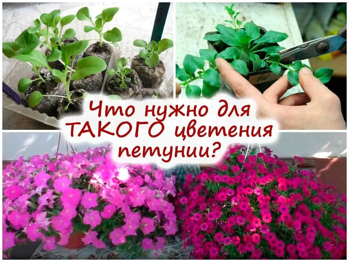 Что делать чтобы петуния была пышной. Петуния ампельная рассада. рассада ампельных петуний. петуния махровая прищипка. петуния махровая ампельная подкормка.