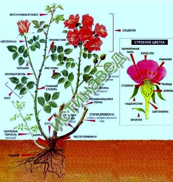 шиповник строение растения. какой класс у розы. какой класс у розы. строение бутона цветка. строение розы схема.