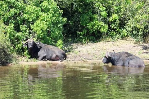 Other africa