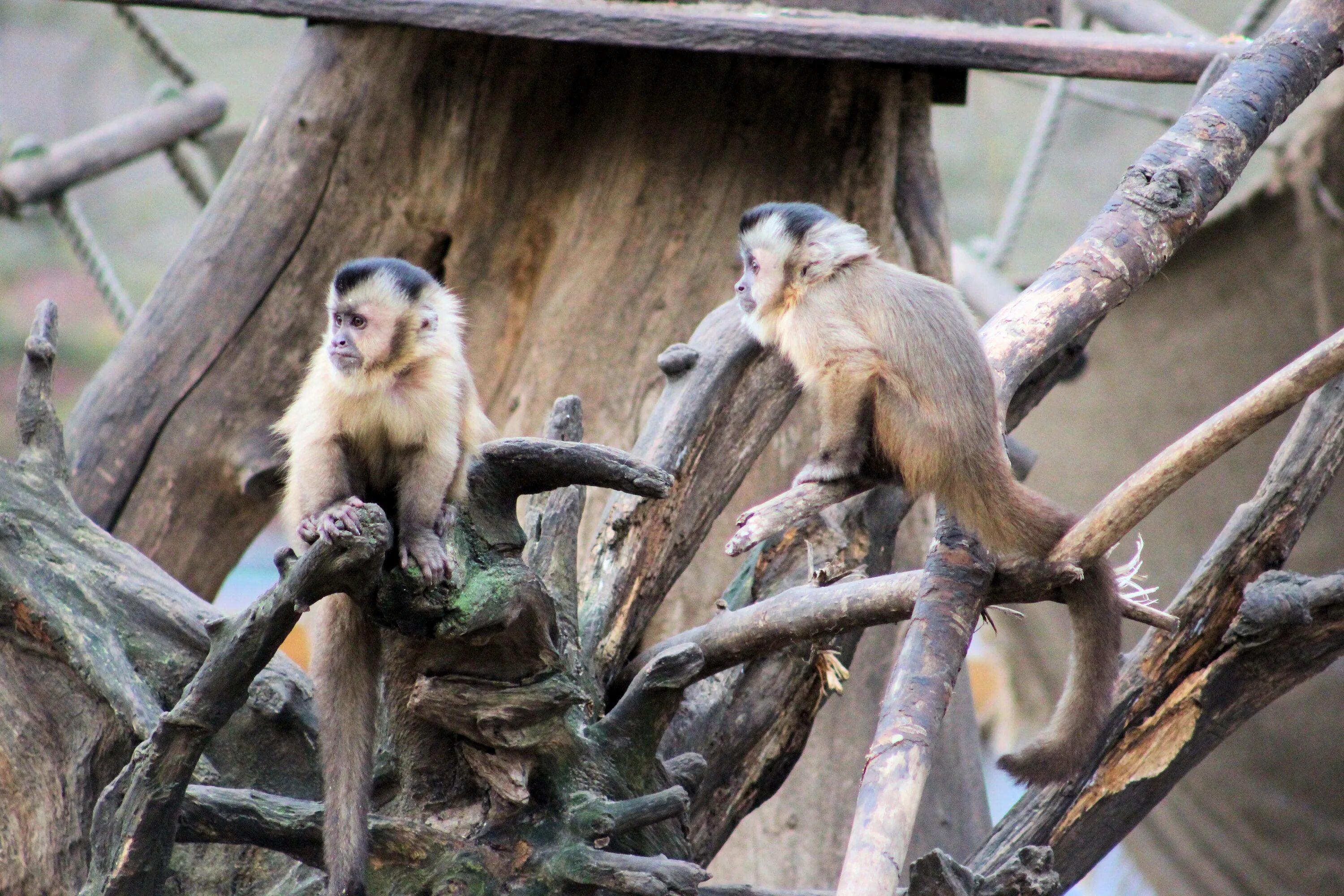 The monkeys always climb trees