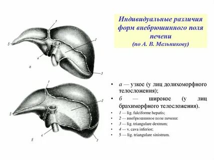 Воспаление печени на латинском
