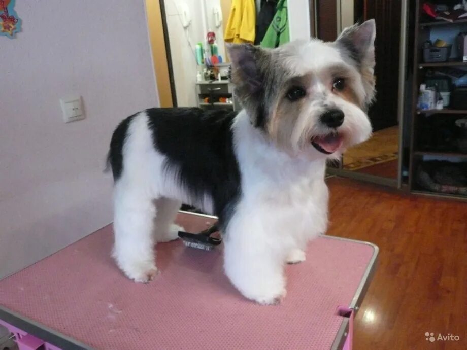 Биро йорк мальчик. Бивер йорк подстриженный. Стрижка бивер йорка. Стрижки биро йорков мальчиков. Бивер-йоркширский терьер.