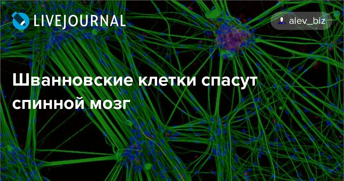 Пересадка клеток мозга. Шванновских клеток. Шванновские клетки трансплантация. Шванновская клетка под микроскопом. Шванновские клетки трансплантация костного.