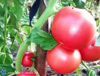 Розовый фламинго томат отзывы урожайность характеристика