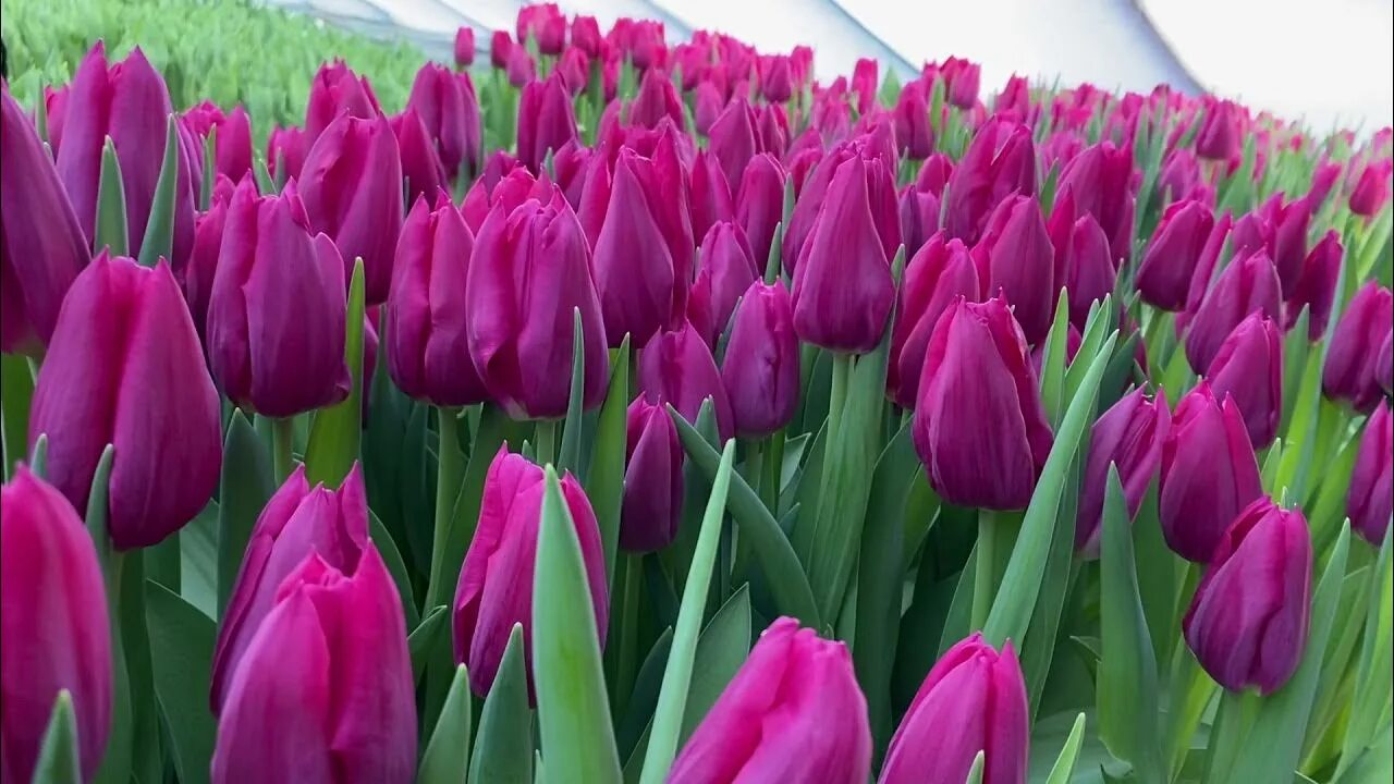 Страсть цвета: Фотографии тюльпана Passion Fuchsia Естественные пейзажи Фотогале