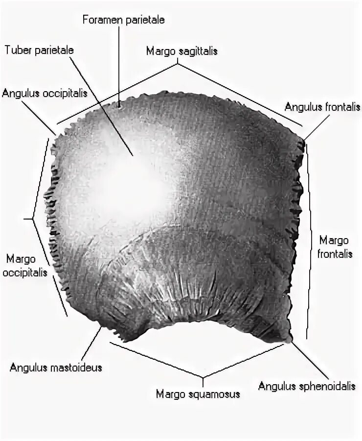 Теменная кость находится. Кости черепа теменная кость. Теменная кость черепа анатомия. Строение теменной кости черепа человека. Теменная кость анатомия человека.