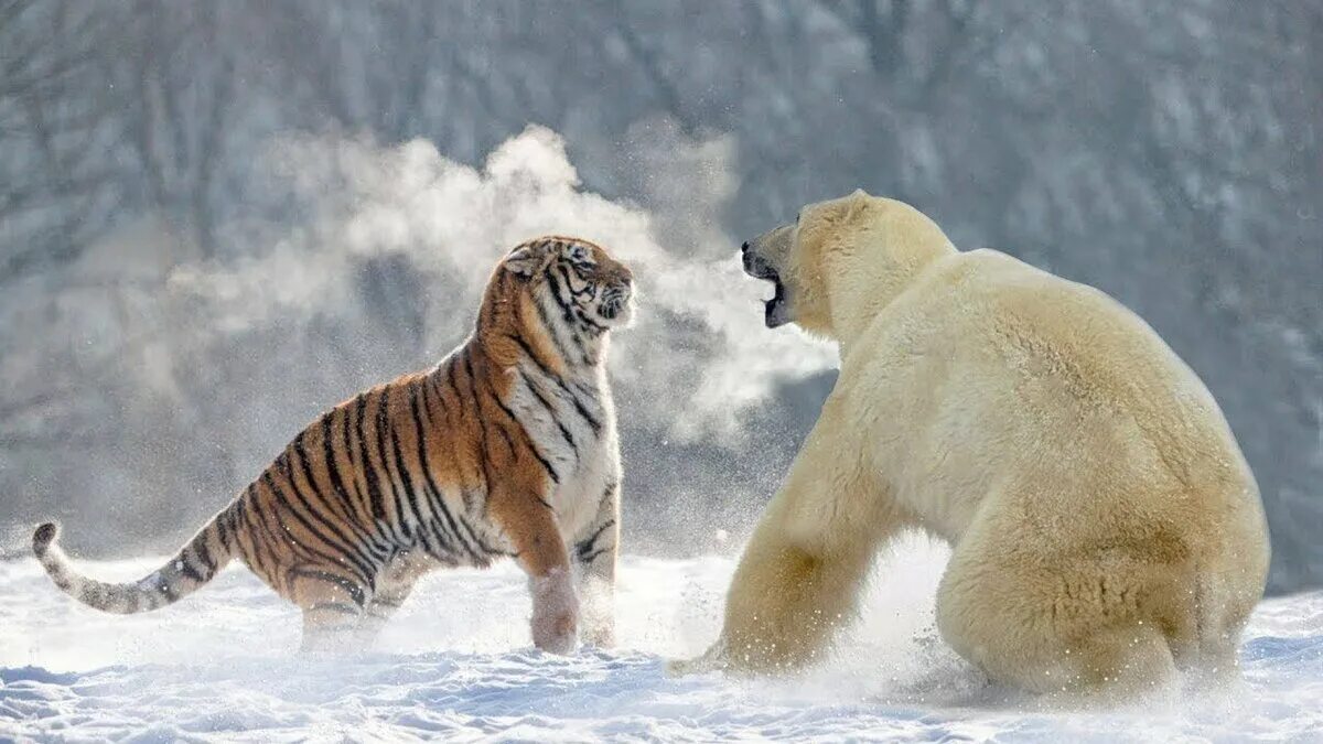 Амурский тигр против. Медведь Гризли против тигра. Белый медведь против тигра. Белый медведь против Льва. Амурский тигр против медведя.