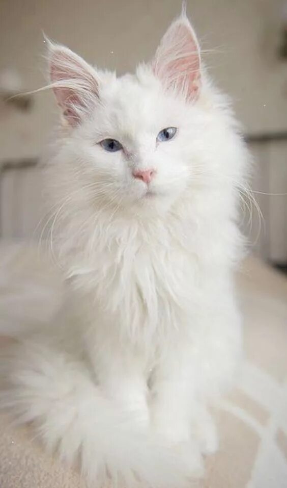 Pin on Белые кошки