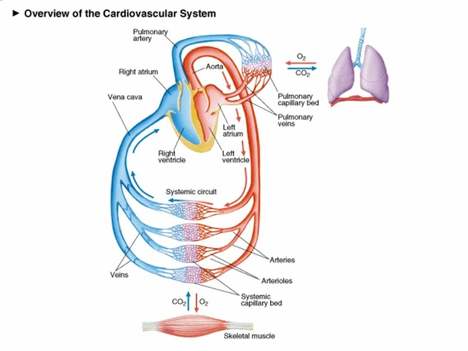 Cardiovascular System задания. Cardiovascular System входят. Cardiovascular system