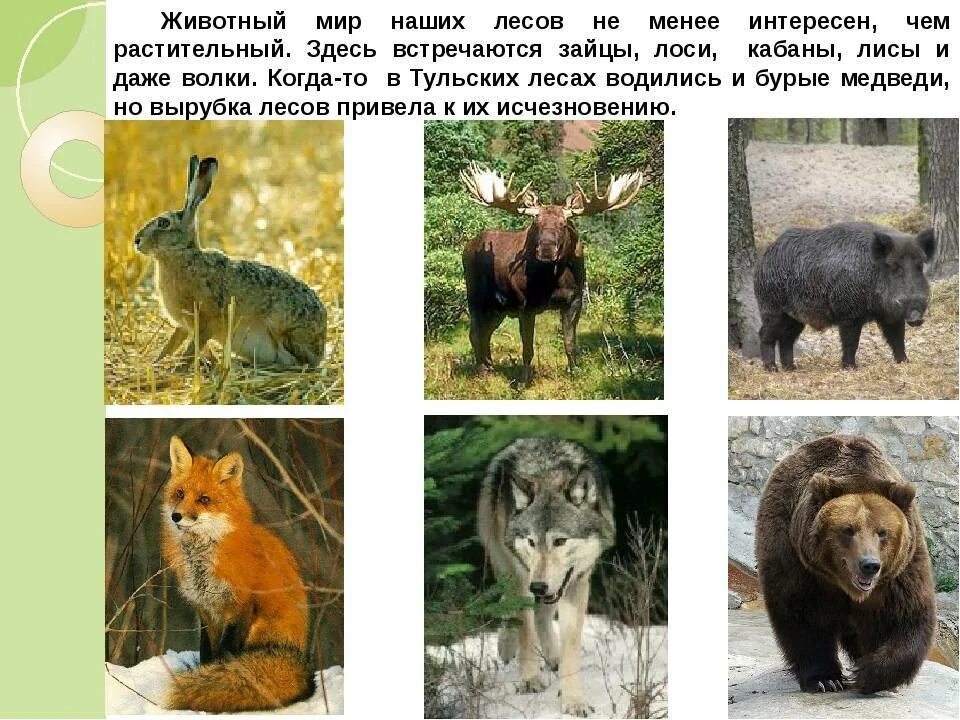 Животные Тульской области - Фото, названия, описание