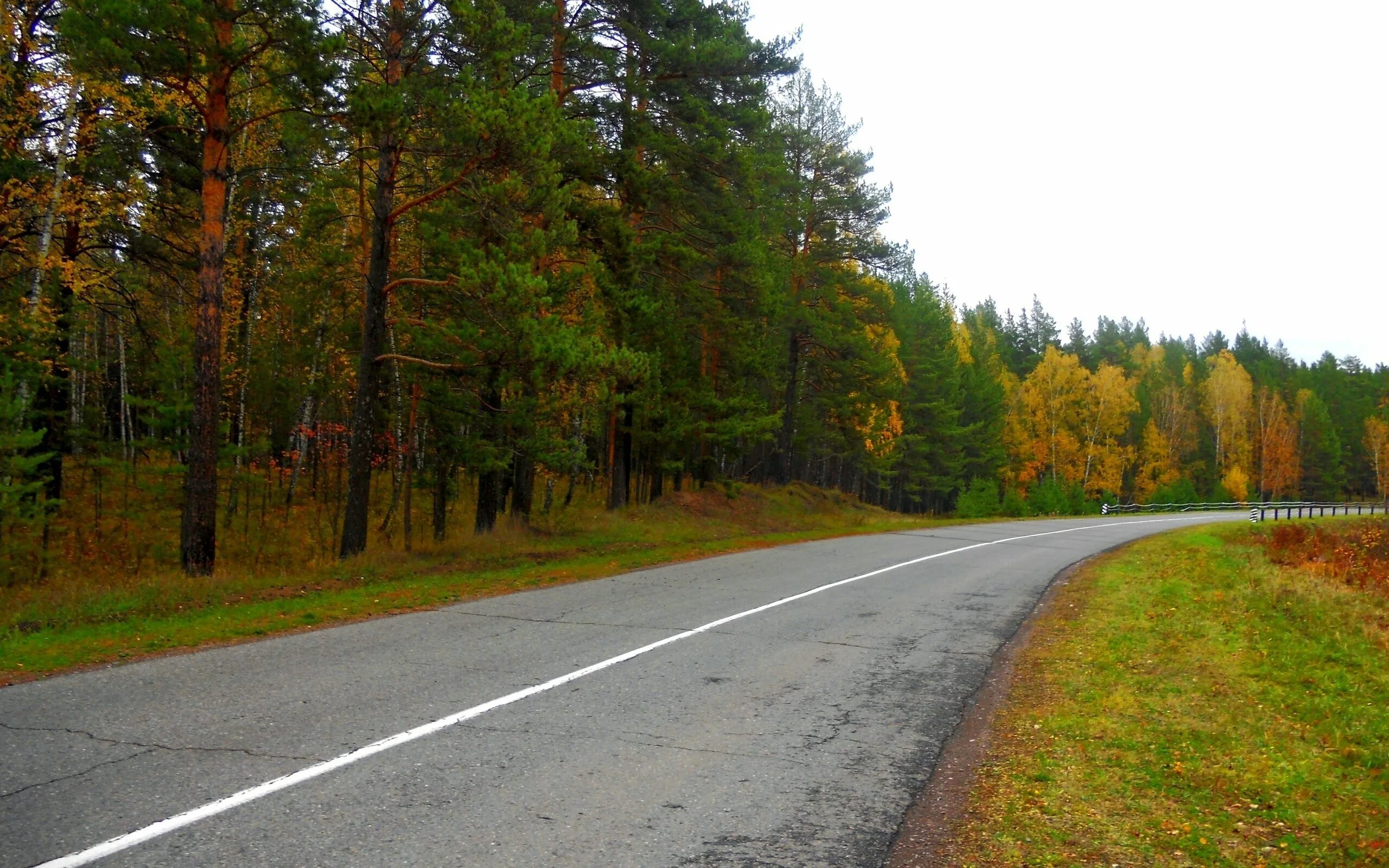 Придорожный лес. Лес у дороги вид сбоку. Трасса в лесу. Лесная дорога. Лес вдоль дороги.