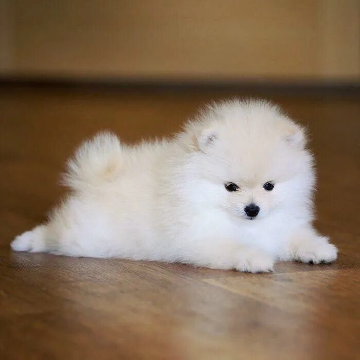 Мини шпиц собачка. Померанский шпиц. Мини шпиц собачка. Шпиц померанский карликовый. Помераескийкарликовй шпиц.