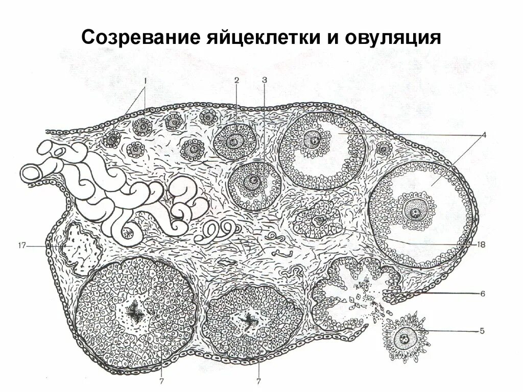 Граафов пузырек яичника. Строение яичника млекопитающих. Яичник млекопитающего гистология. Поперечный срез яичника млекопитающего. Яйцеклетка млекопитающего гистология.