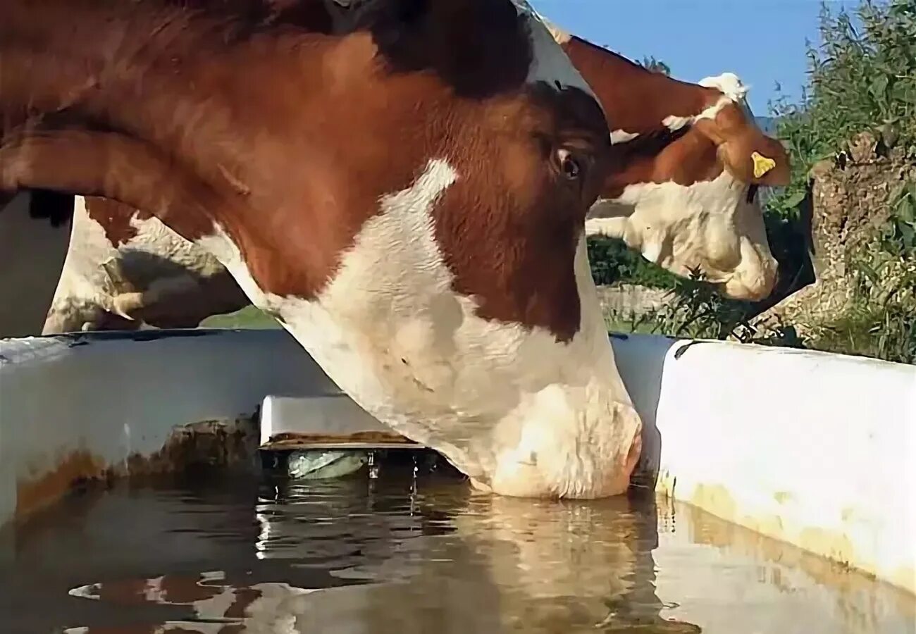 Телята пьют воду. Коровы на водопое. Водопой КРС. Корова пьет воду. Поение сельскохозяйственных животных.