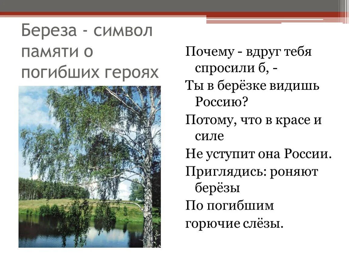 Береза символ России. Береза символ. Береза является символом. Почему берёза символ России.