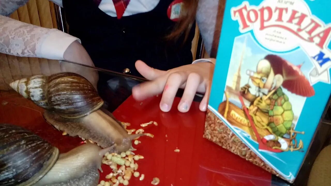 Можно ли кормить гаммарусом