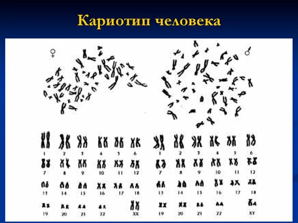 Метафазная пластинка человека мужской кариотип. Идиограмма кариотипа человека. Кариотип набор хромосом 2n2c. Хромосомная карта кариотип.