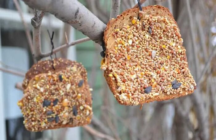 Съедобная кормушка фото. Съедобная кормушка фото. Съедобная кормушка фото. Зерновая кормушка для птиц. Кормушка для птиц.