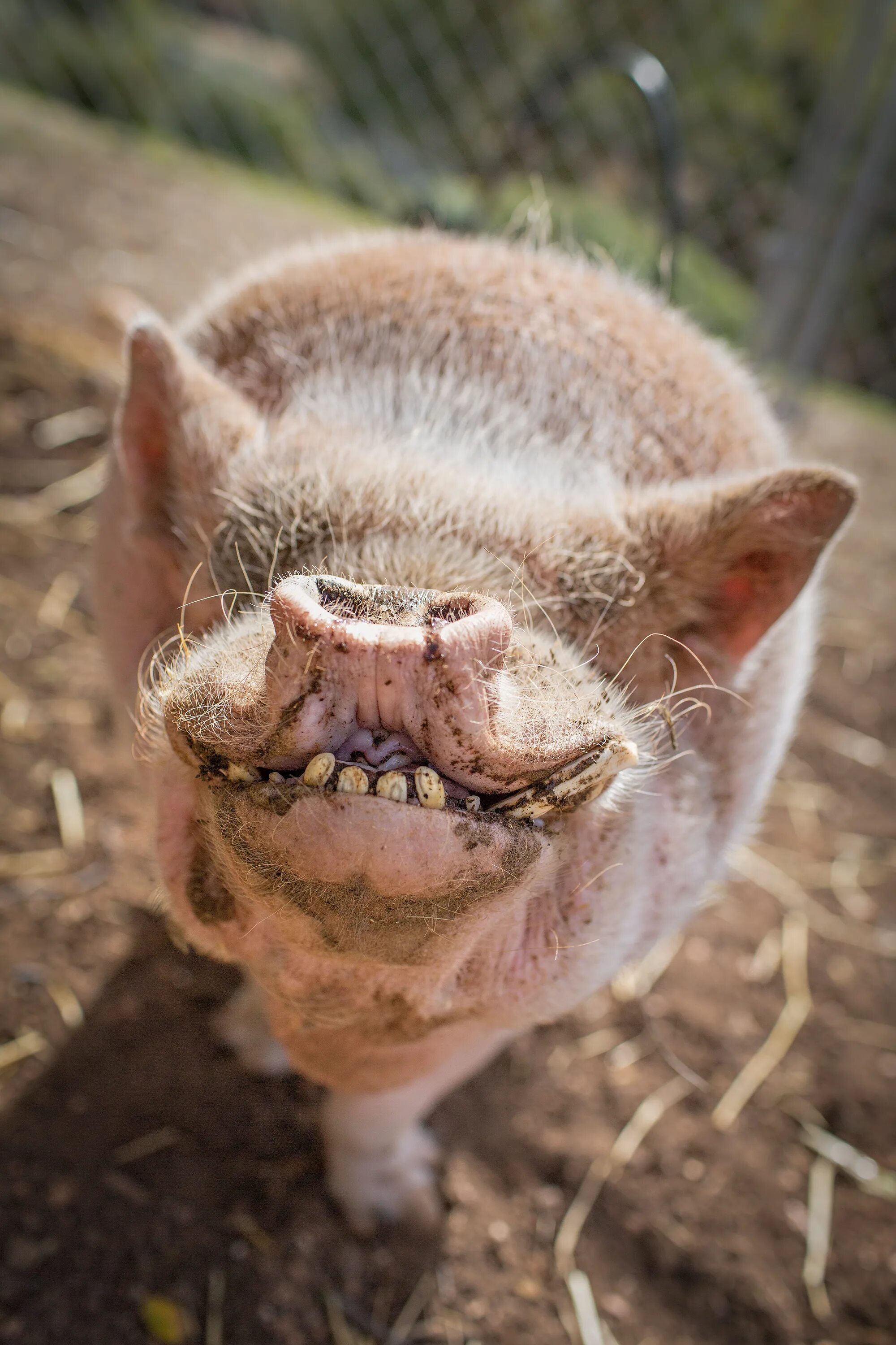 Свинья улыбается. Пасть свиньи