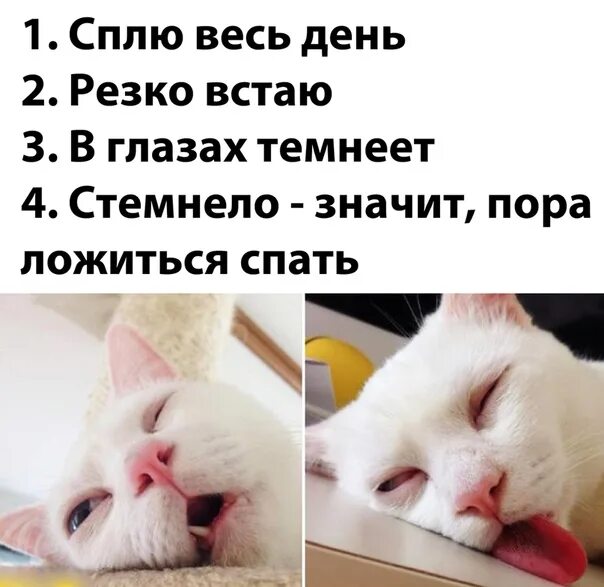 Кот хочет спать мем Lesbians and Cats: A Timeless Connection