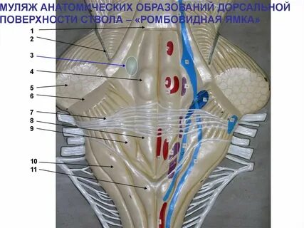 Ромбовидная ямка