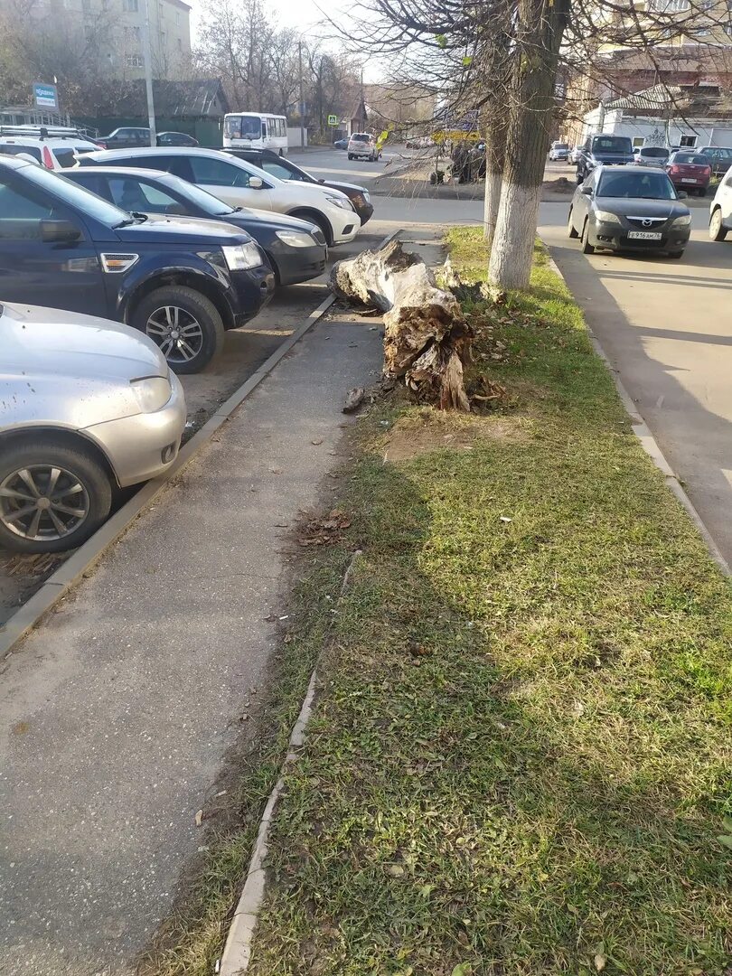Жуткая кострома. На московской упало дерево на тротуаре. Жуткая кострома. Жуткая кострома. Жуткая кострома.