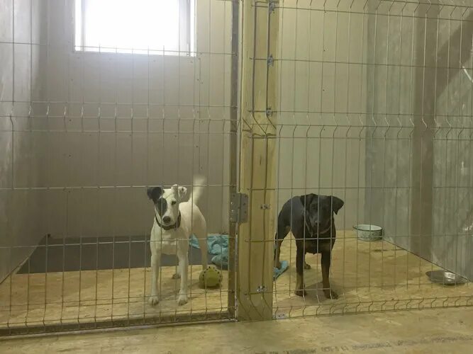 стеклянная гостиница для кошек. гостиница для кошек. гостиница для животных. отель для котов. зоогостиницы для животных.