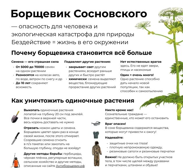 Методы борьбы с борщевиком. Борщевик сосновского корень. Методы борьбы с борщевиком. Борщевик сосновского сорные растения. Борщевик сосновского силос.