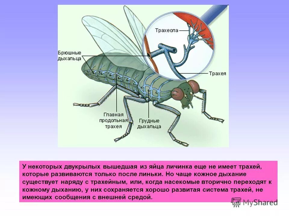 Членистоногие насекомые дыхательная система. Внешние органы майского жука. Дыхательная система насекомых. Какую функцию выполняет трахея у майского жука. Внутреннее строение жука.