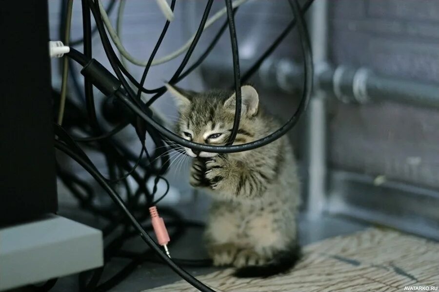 Кот и электричество. Кот в проводах. Кошка и провода. Кот перекусывает провод.