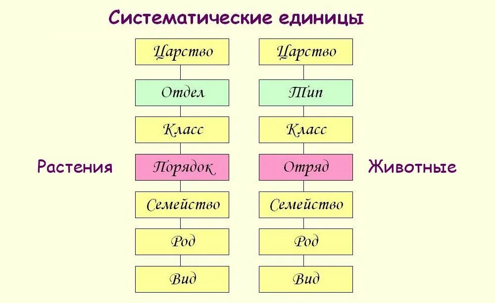 Вид подвид. Таксономические единицы растений и животных таблица. Таксоны классификации растений и животных. Классификация животных таксоны. Систематика растений таксономические единицы.