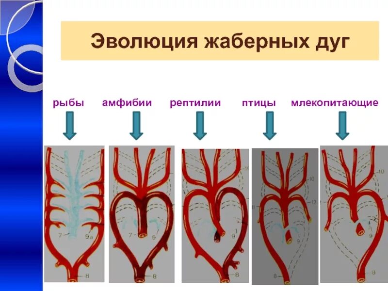 Жаберные артерии Эволюция. Эволюция артериальных жаберных дуг. Эволюция артериальных дуг позвоночных. Артериальные жаберные дуги позвоночных. Филогенез кровеносной